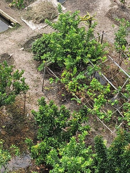 雲林土地借錢,雲林房屋增貸快找虎尾統一當舖,雲林房屋借錢,雲林汽車借錢,雲林收購手錶,林小姐成功房屋增貸